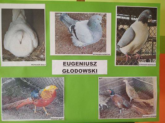Wystawa gołębi Hodowcy Eugeniusza Głodowskiego