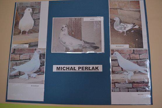 Wystawa gołębi Hodowcy Michała Perłak