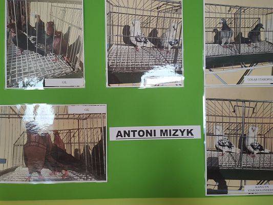 Wystawa gołębi Hodowcy Antoniego Mizyk