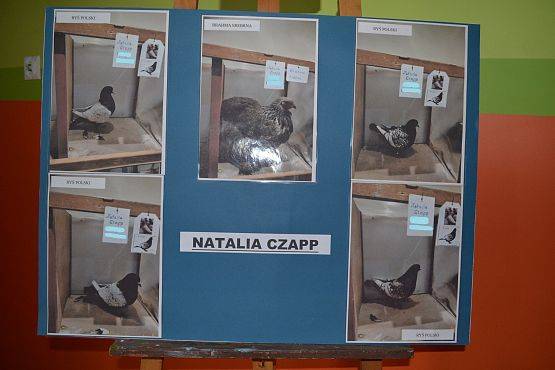 Wystawa gołębi Hodowcy Natalii Czapp