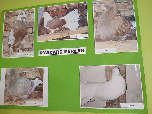 Wystawa gołębi Hodowcy Ryszarda Perłak