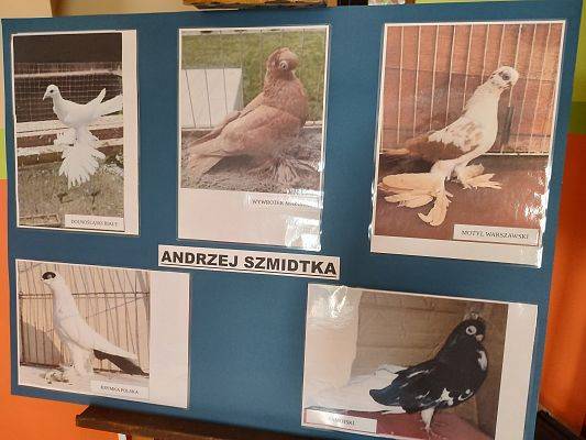 Wystawa gołębi Hodowcy Andrzeja Szmidtka