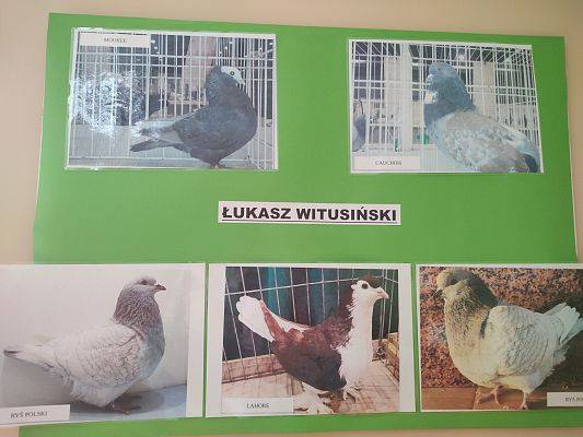 Wystawa gołębi hodowcy Łukasza Witusińskiego